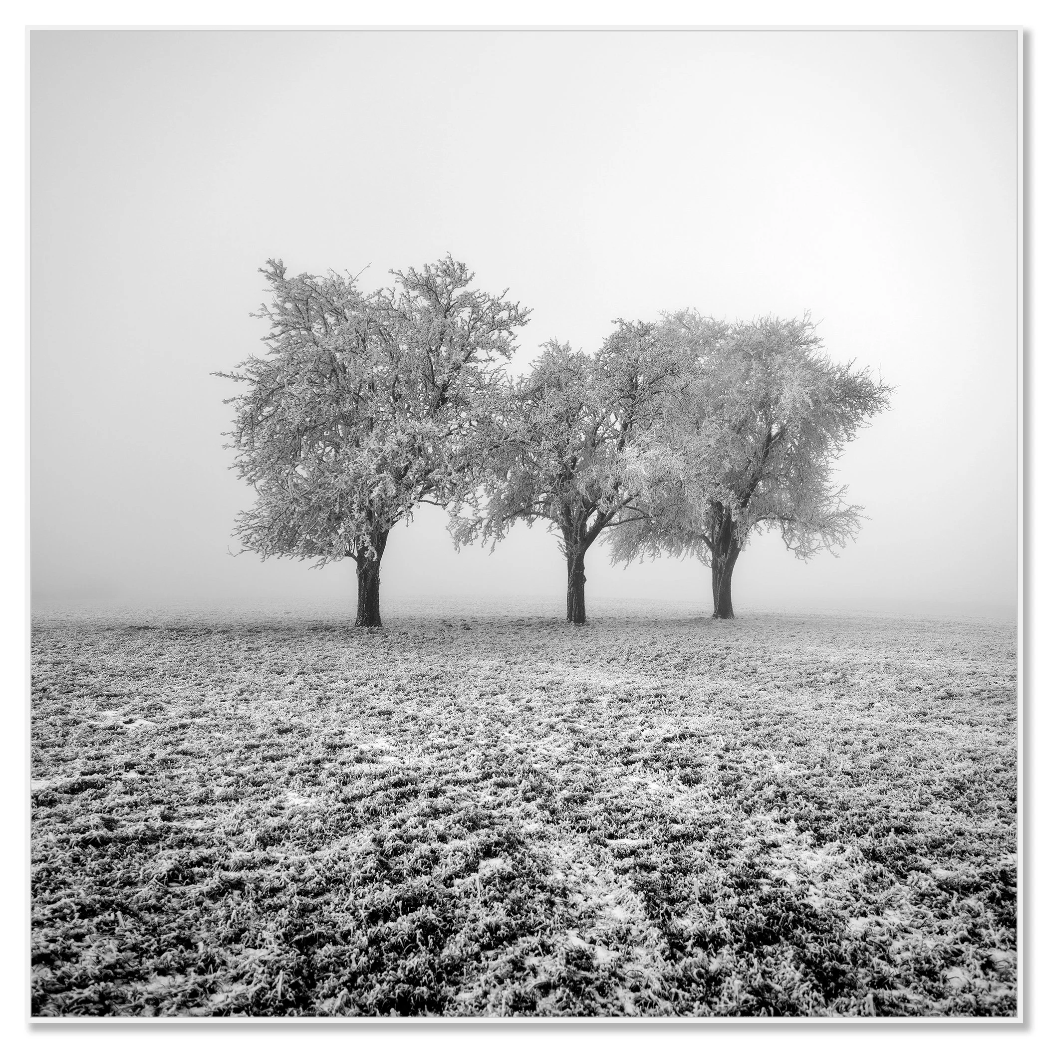 MERCY TREES オランダ写真家　Hans van Ommeren 写真集 Frozen Apple Trees Fine Art Print | Gerald Berghammer
