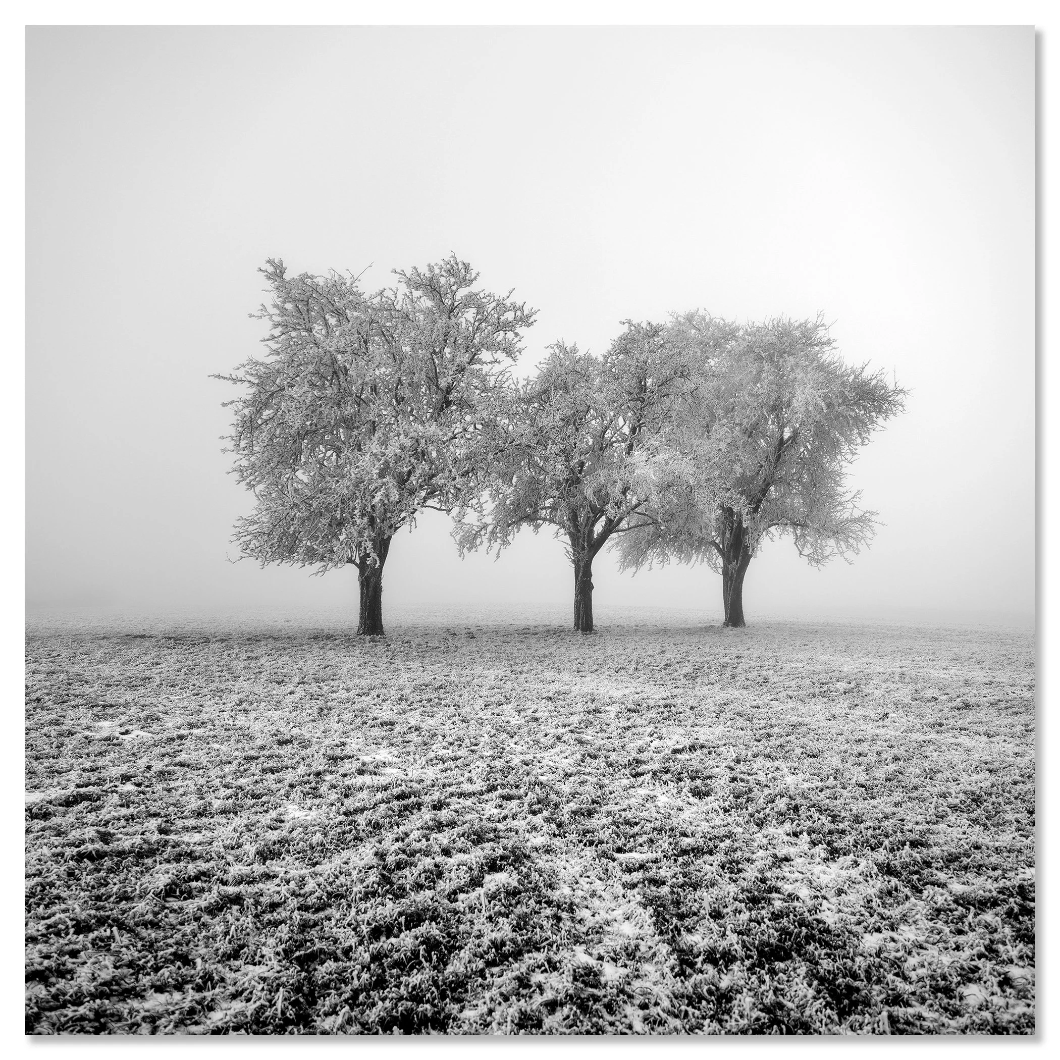 MERCY TREES オランダ写真家　Hans van Ommeren 写真集 Frozen Apple Trees Fine Art Print | Gerald Berghammer