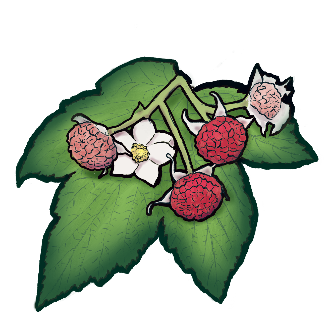 Thimbleberry Counselling