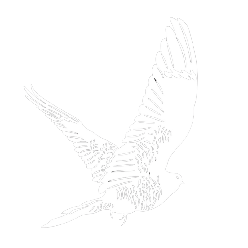 Nighthawk