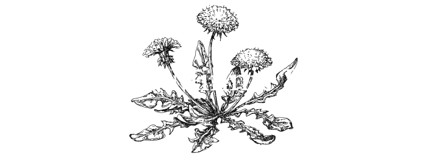 dakotaminnieboyer