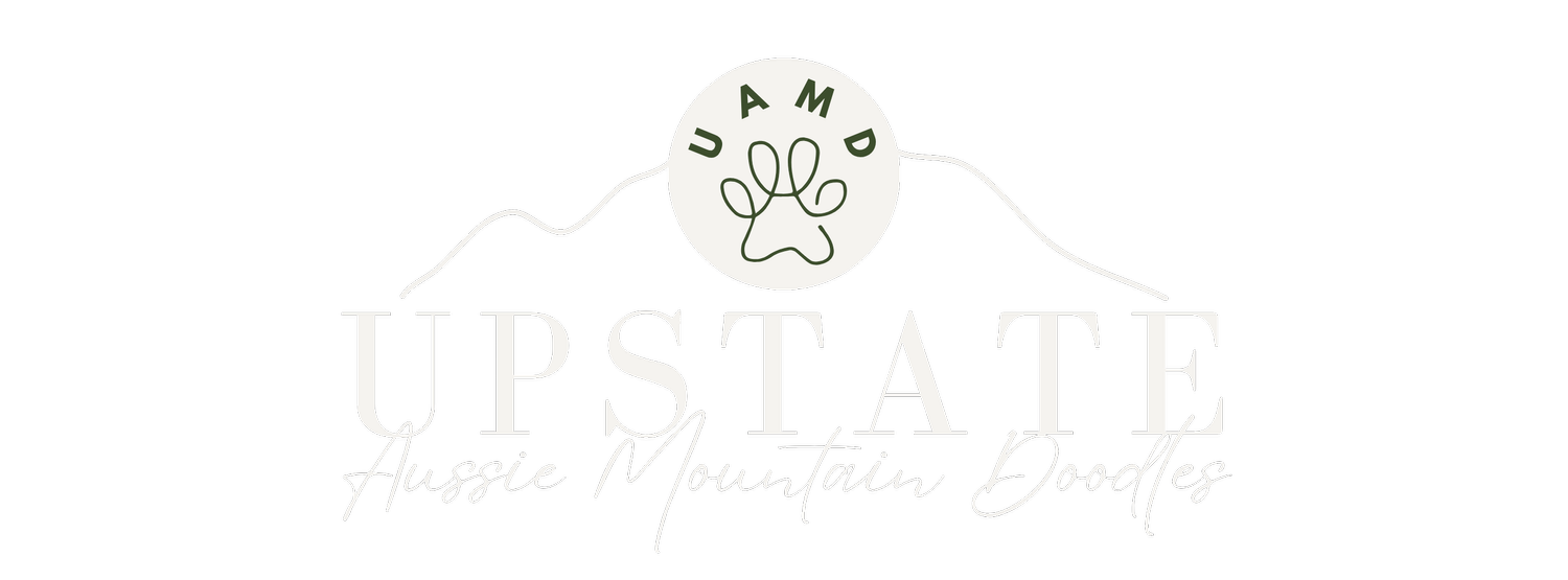 Upstate Aussie Mountain Doodles