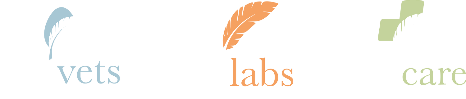 Avivets