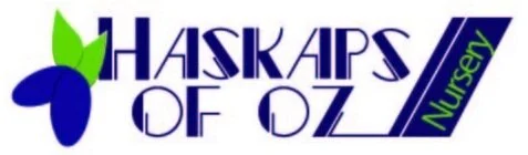 Haskaps of Oz (Copy)