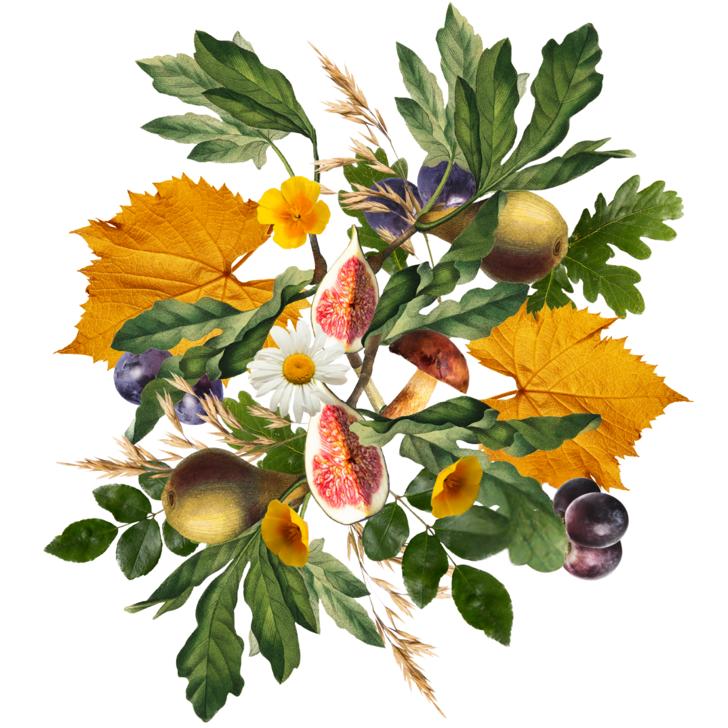 North Canterbury Wine & Food Festival