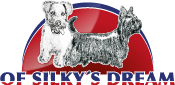 Australian Silky Terrier &amp; Jack Russel Terrier Of Silky&#39;s Dream