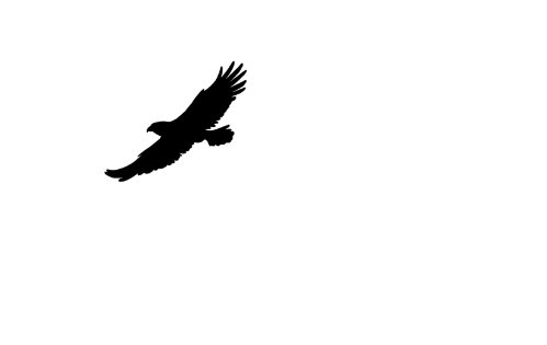 Falke Investigations