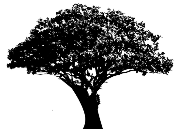 Mesquite Mechanics