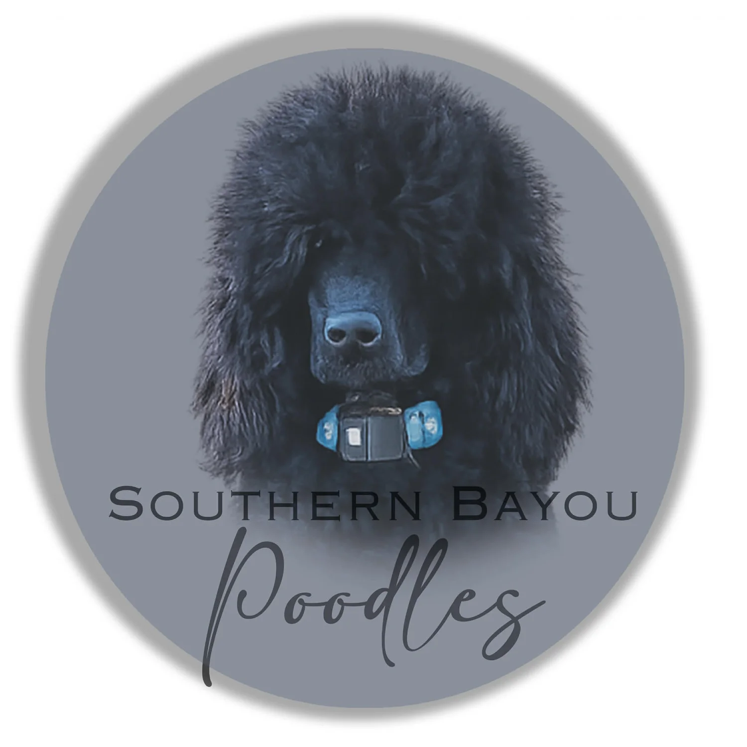 Southern Bayou Poodles and Doodles