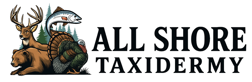 All Shore Taxidermy