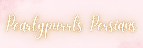 PearlyPurrls Persians
