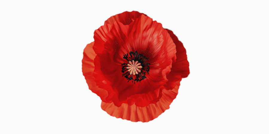 Coquelicot Pictures