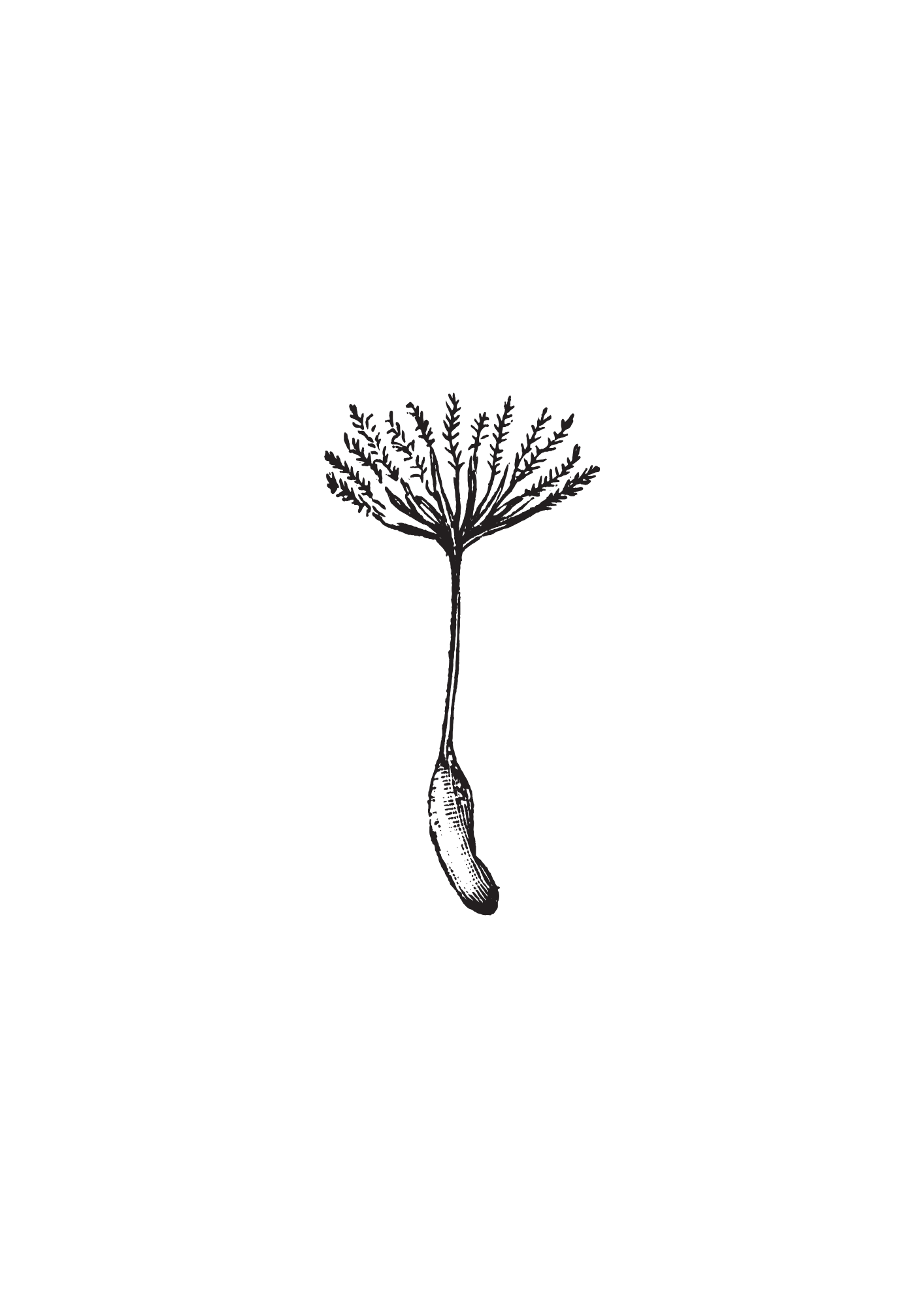 Dandelion