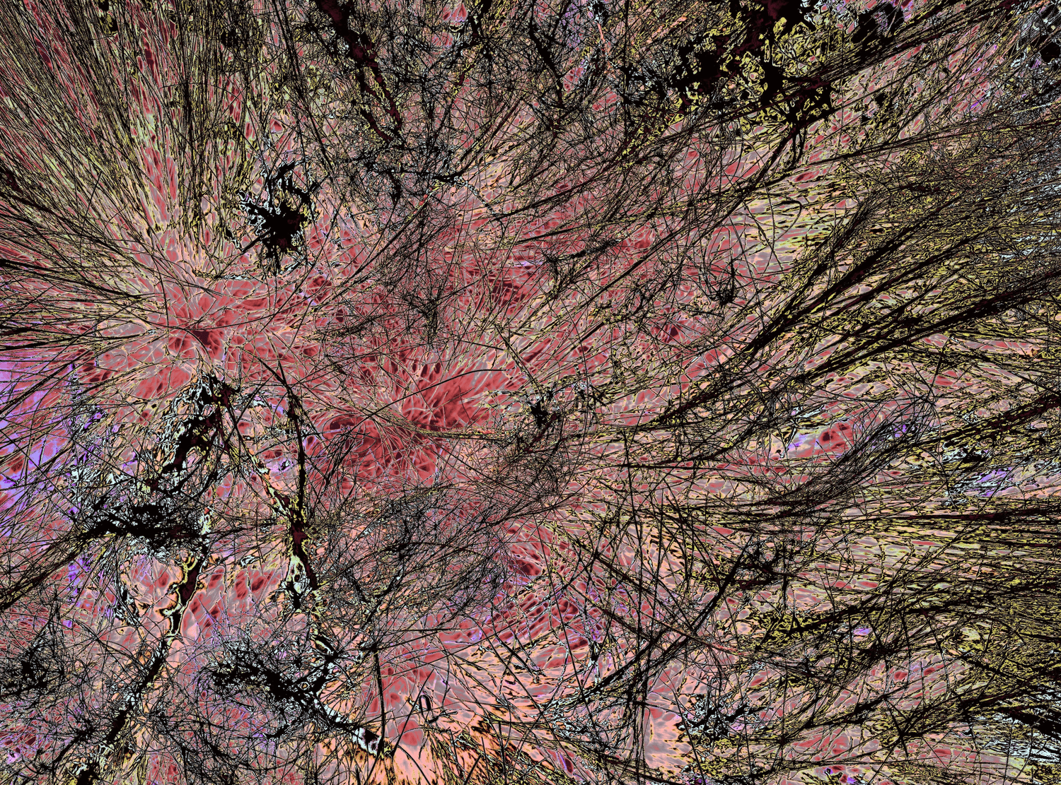 Elizabeth Benedict Photos