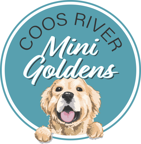 Coos River Mini Goldens