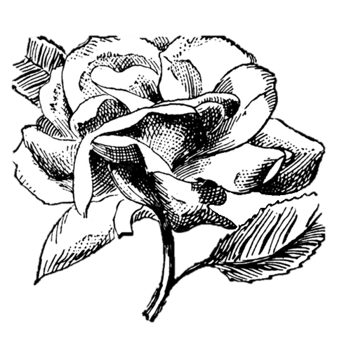 Tanika's Flowers of Mayfair