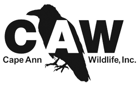 Cape Ann Wildlife