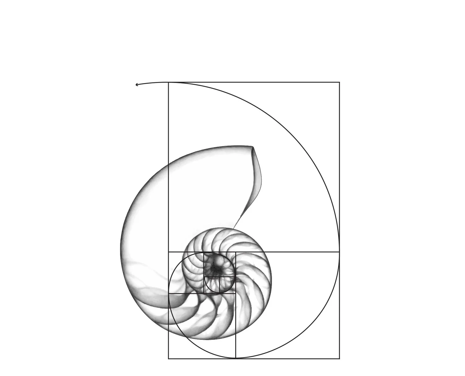 Spiral Shell 🌀