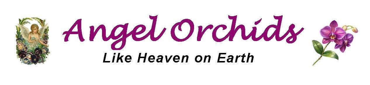 Angel Orchids • Like Heaven on Earth