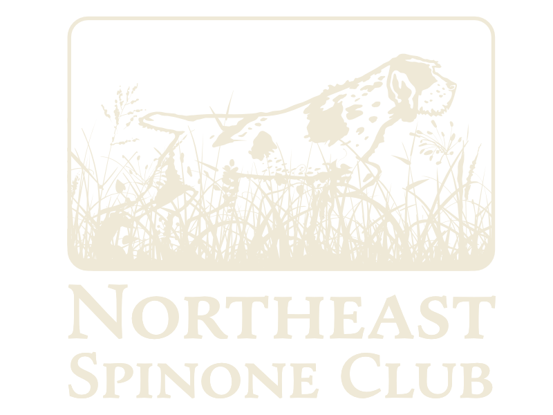 Northeast Spinone