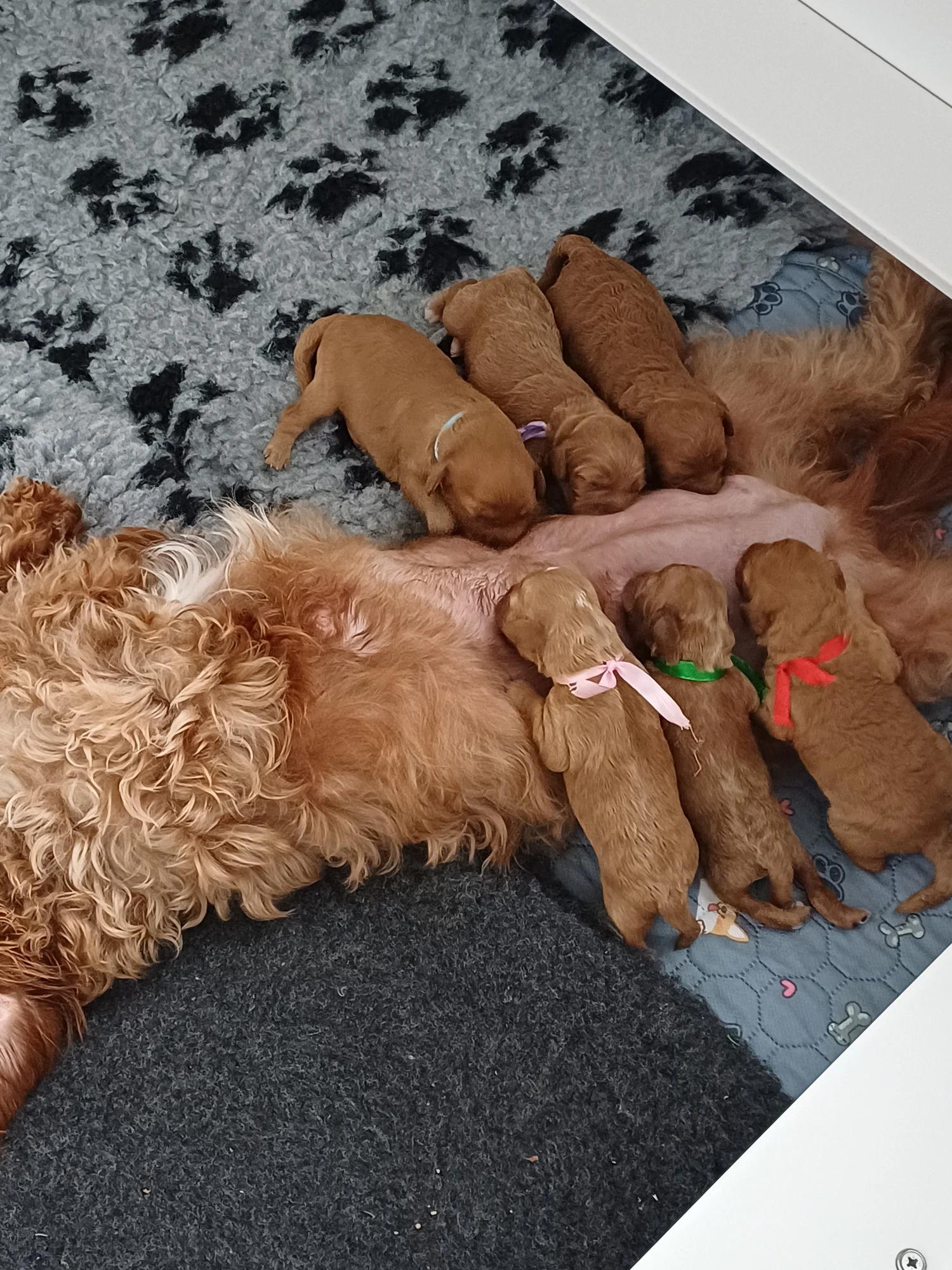 WORRY-FREE- PUPS BASED IN SCOTLAND