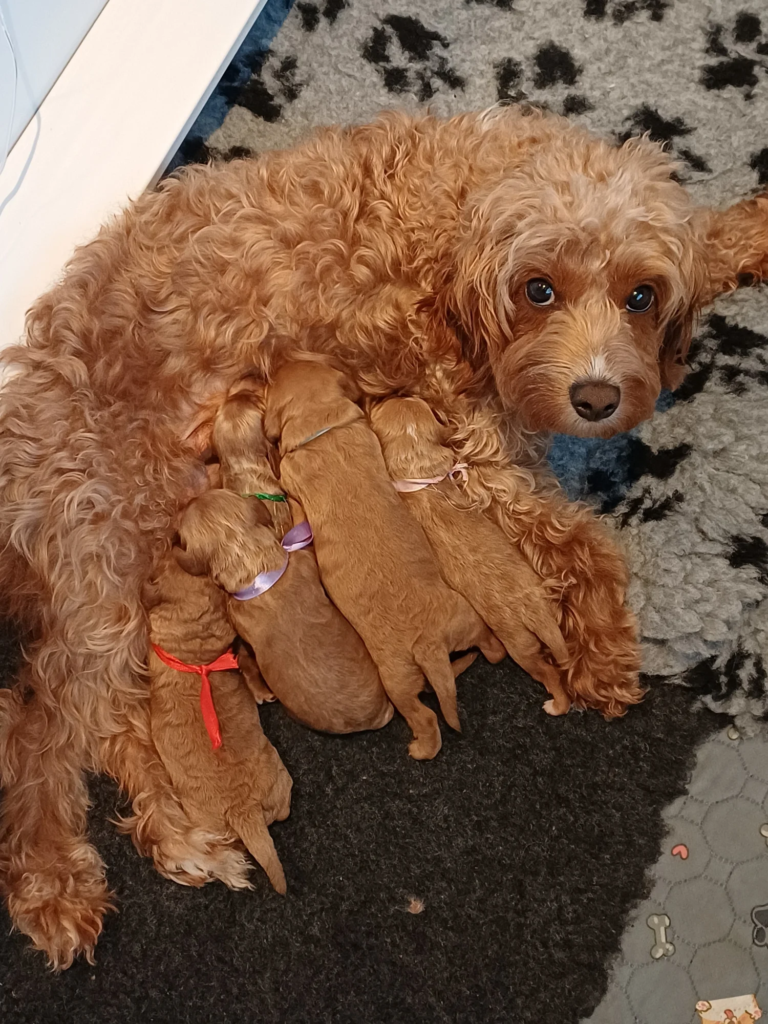 WORRY-FREE- PUPS BASED IN SCOTLAND