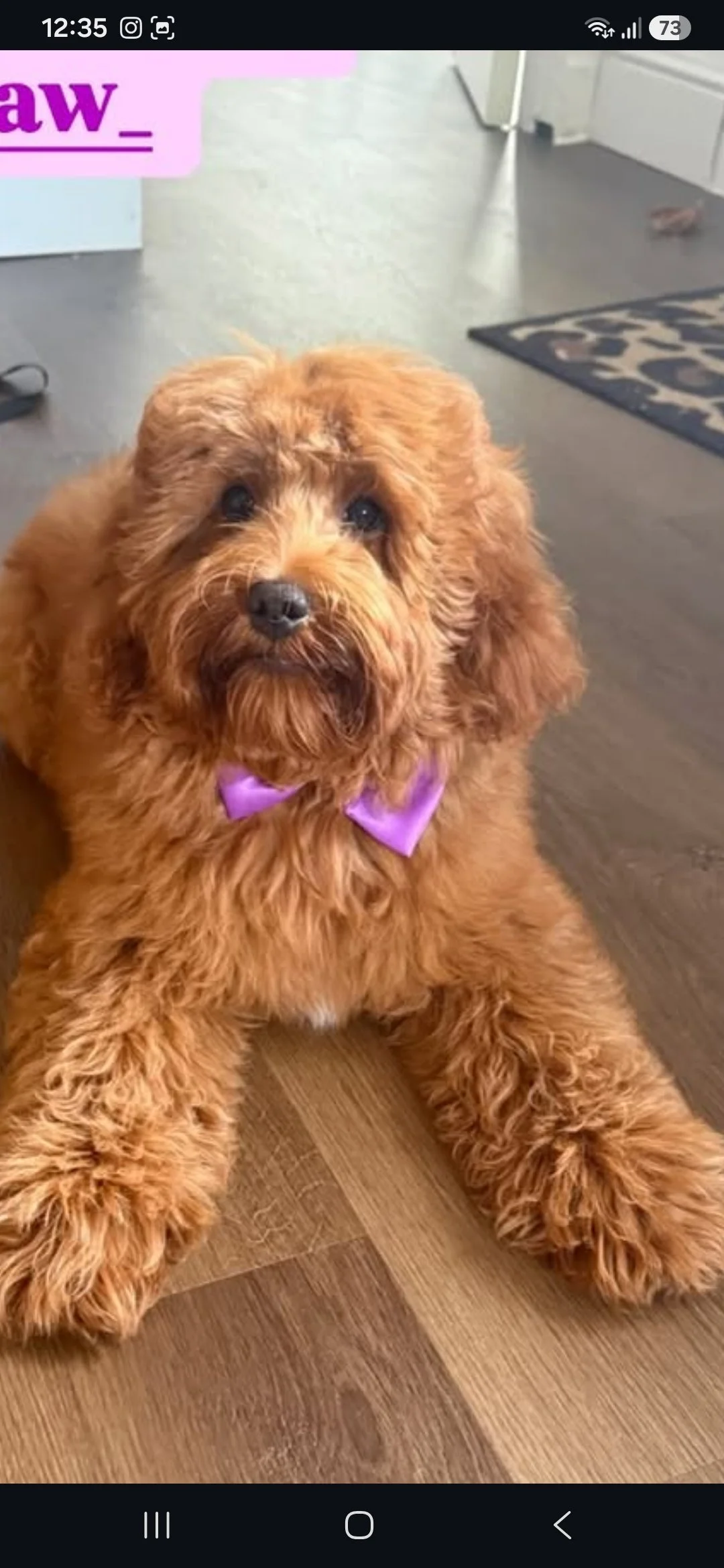 WORRY-FREE- PUPS BASED IN SCOTLAND