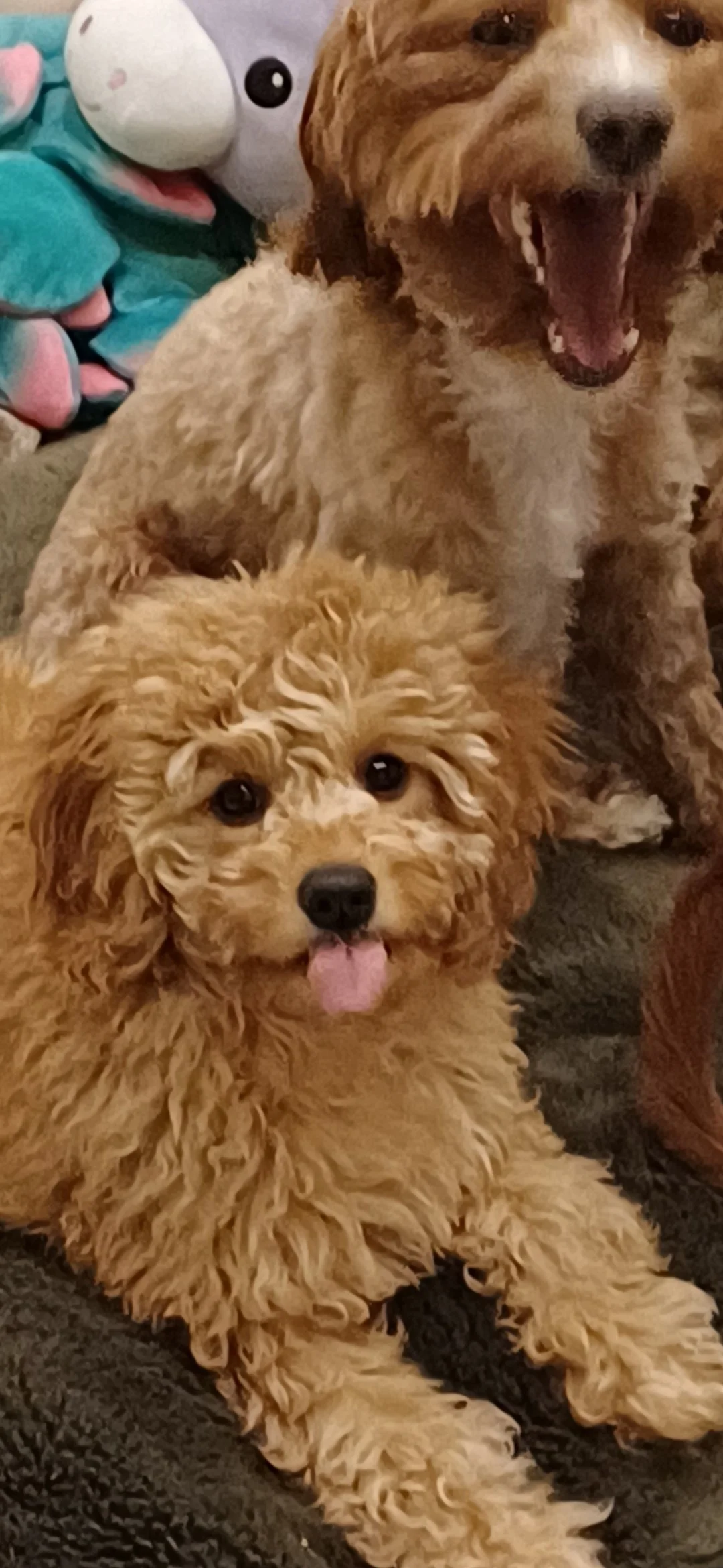 WORRY-FREE- PUPS BASED IN SCOTLAND