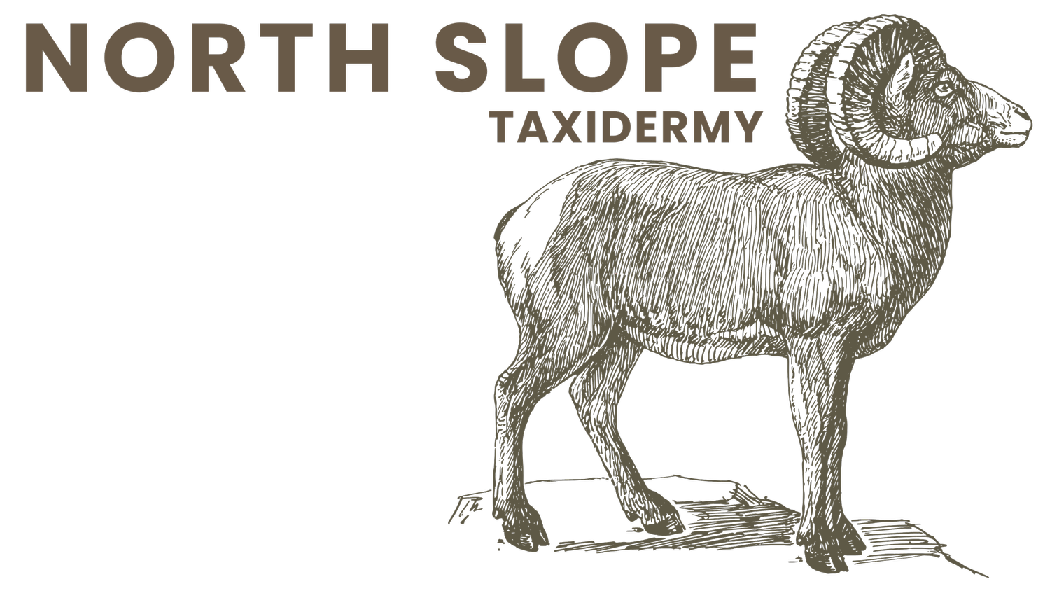 North Slope Taxidermy