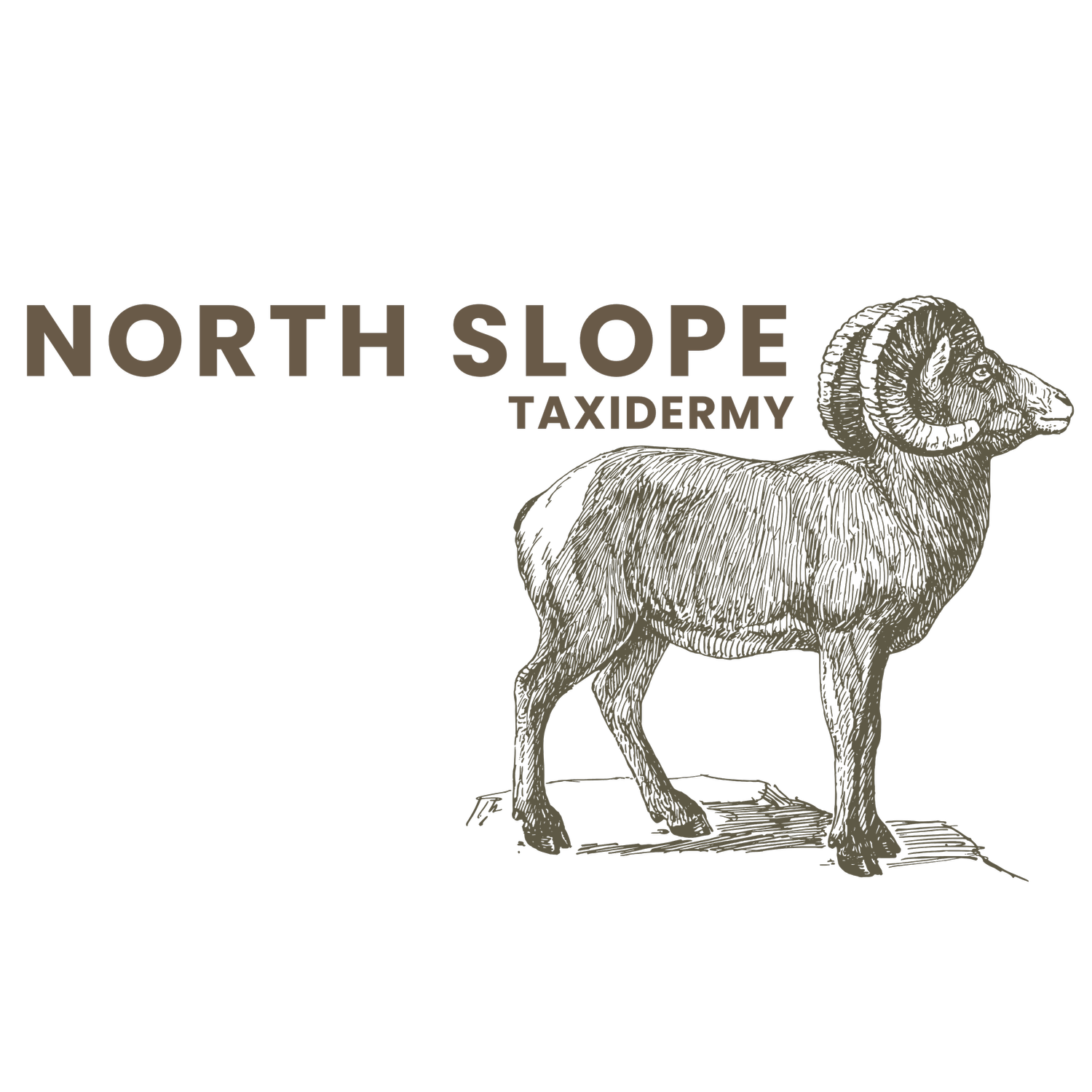 North Slope Taxidermy