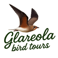 Glareola Bird Tours