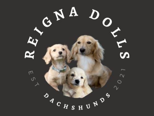 Reigna Dolls Dachshunds