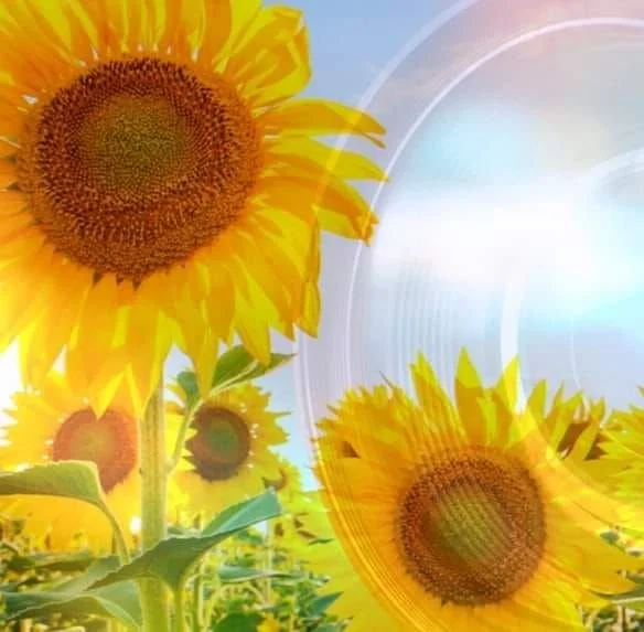 Sunflower Media Group Limited