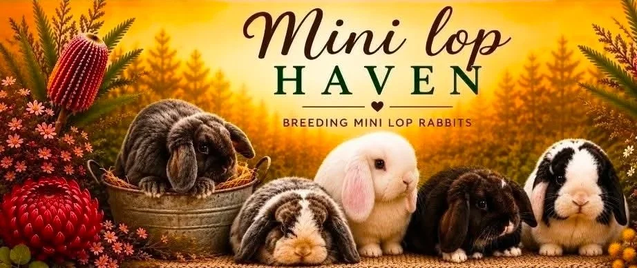 Mini Lop Haven
