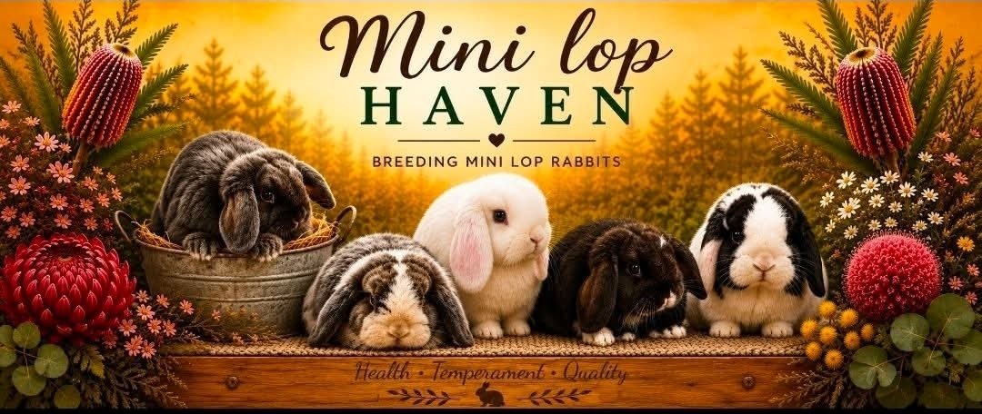Mini Lop Haven