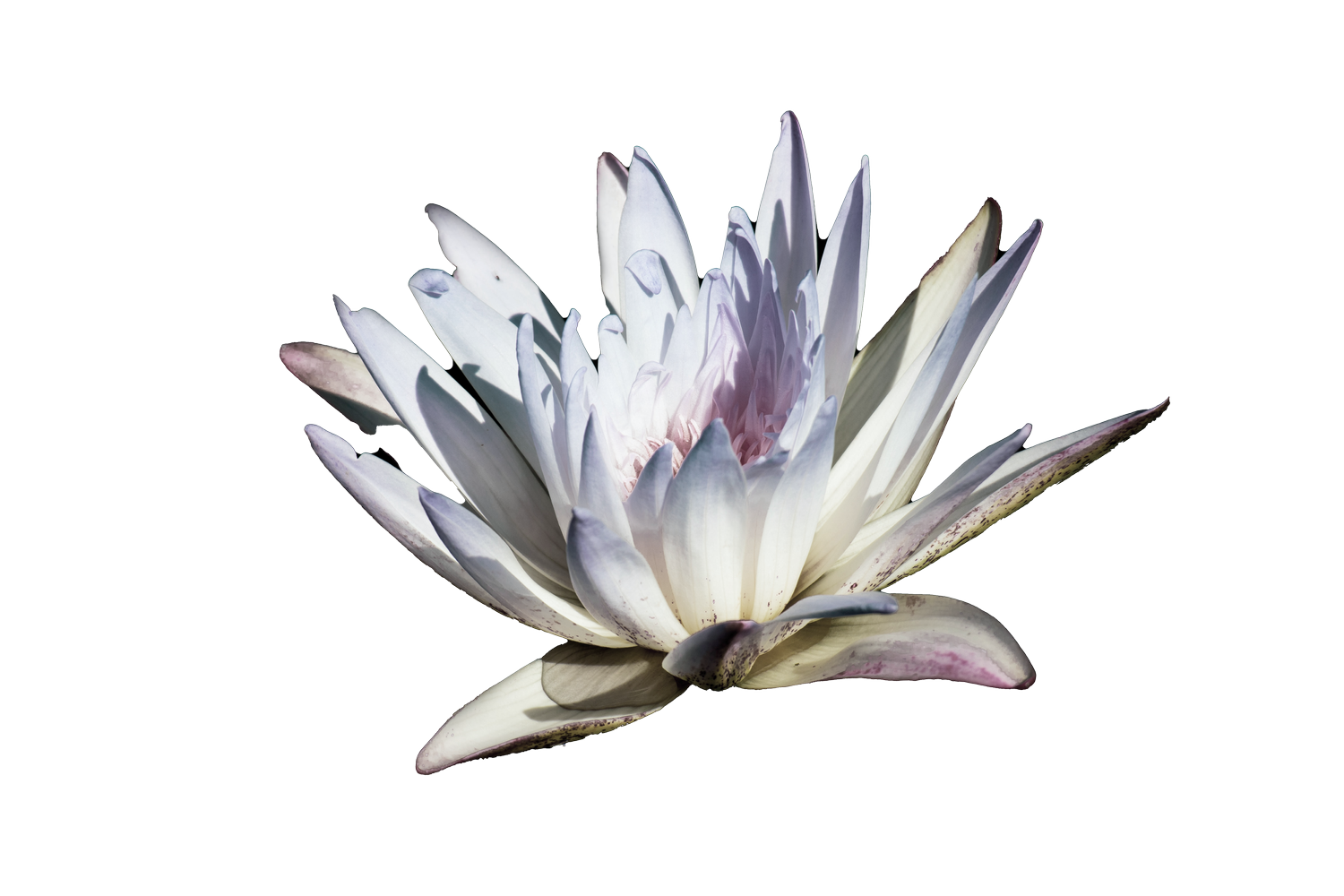 The Sacred Lotus Journey