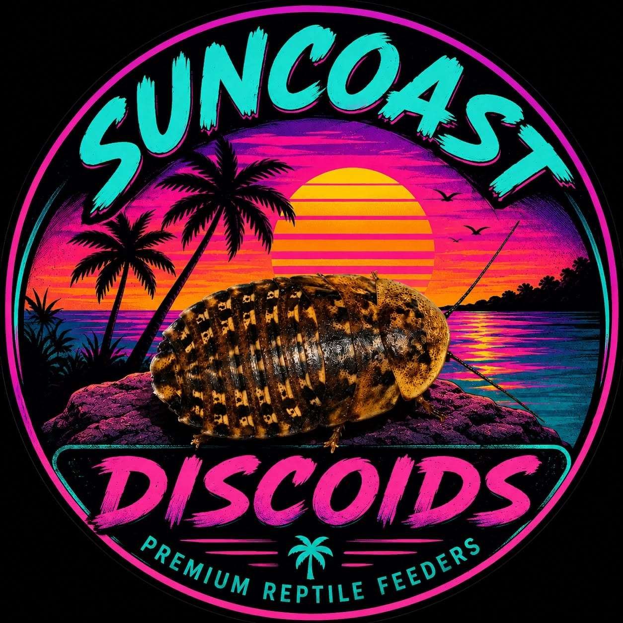 Suncoast Discoids
