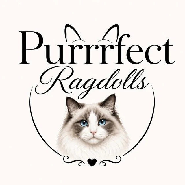 Purrrect Ragdolls