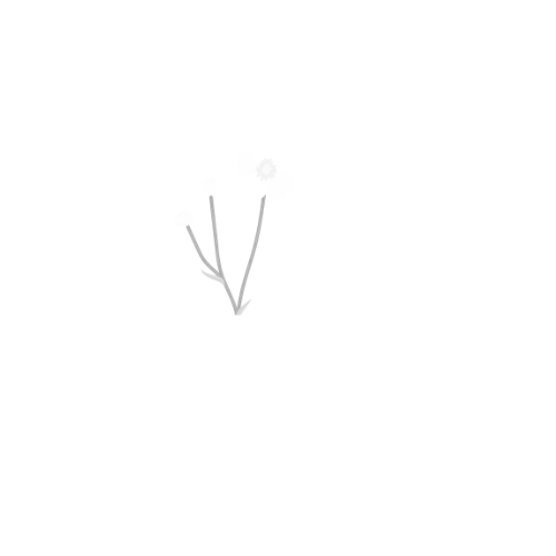 Buttercup Fleuriste