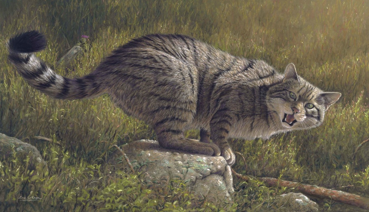 Scottish Wildcat -Fine Art Print - Eric Wilson Fine Art.