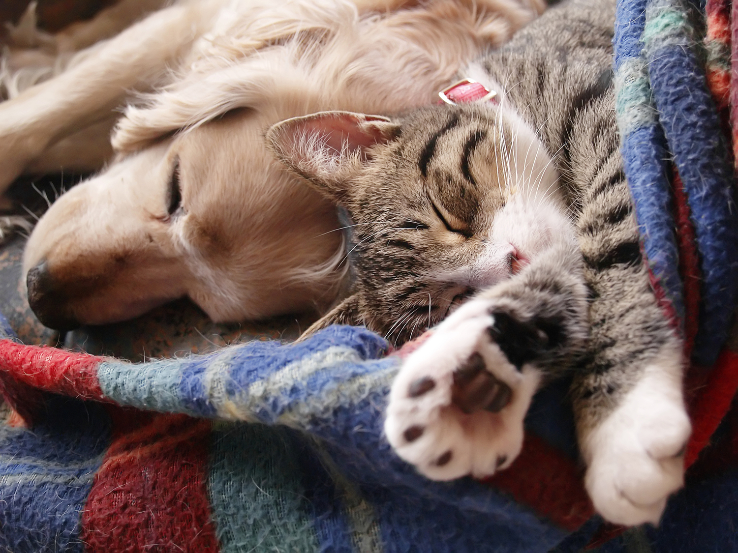 Cat in a dogs world. Спящие животные. Красивые домашние животные. Кот и собака вместе. Домашние питомцы спят.