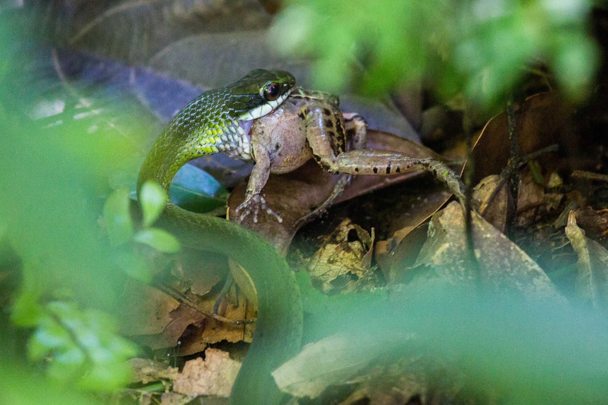 Amazon adventure photography — Tambopata expedition with Ben Horton