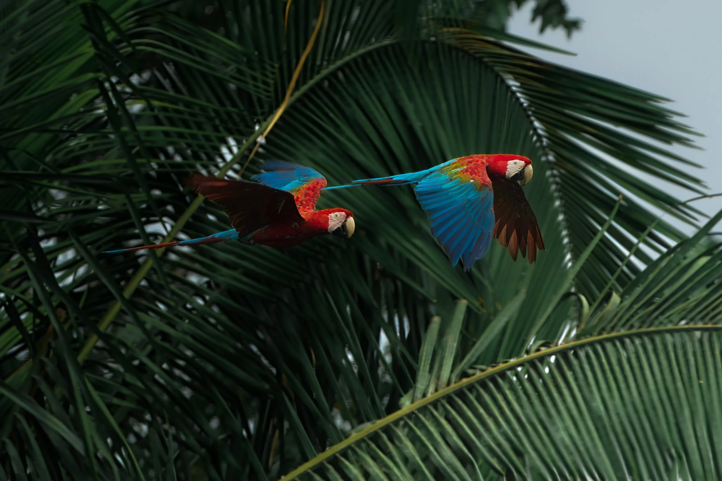 Peruvian Amazon photography — Tambopata National Reserve birds and wildlife