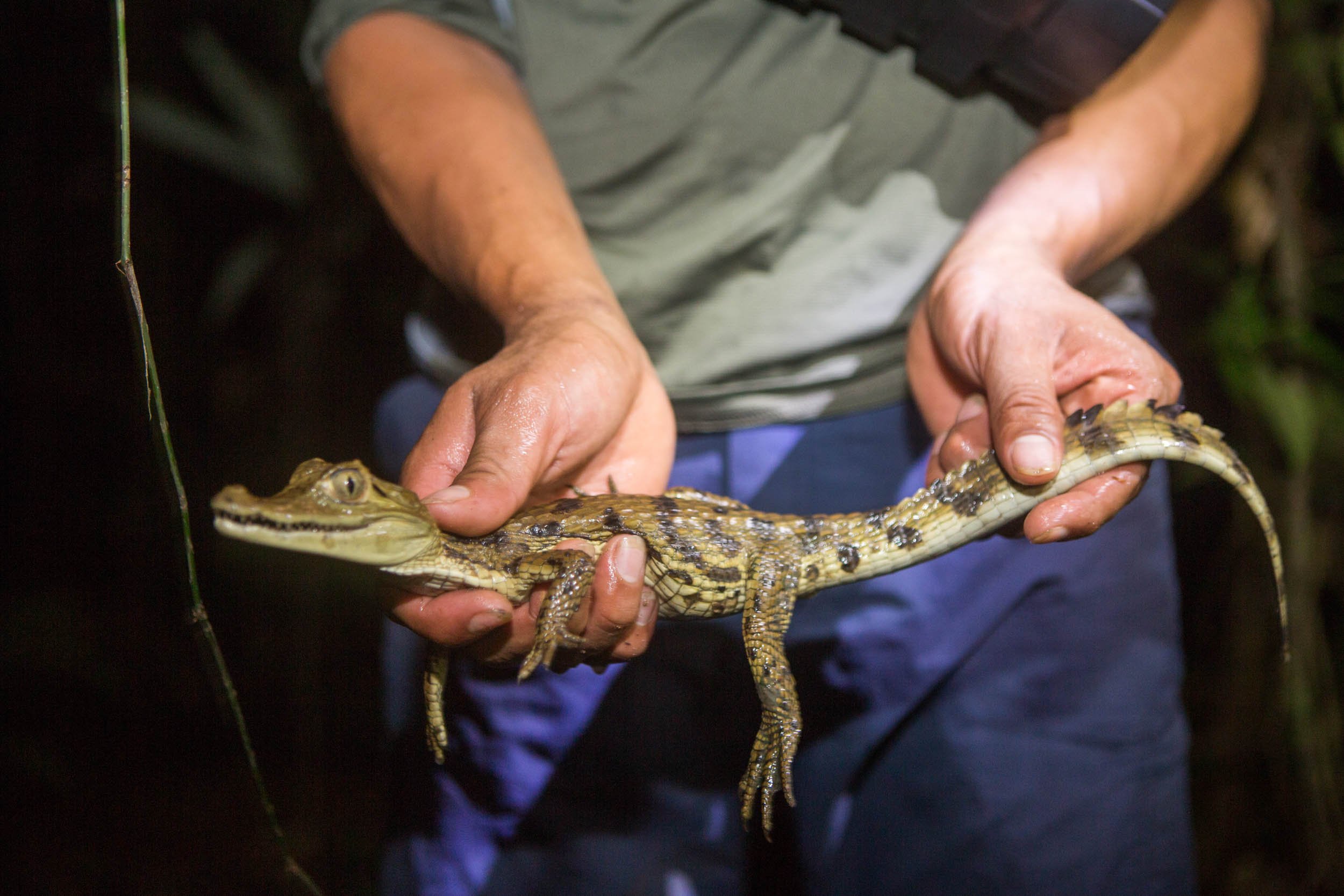 Amazon wildlife photography