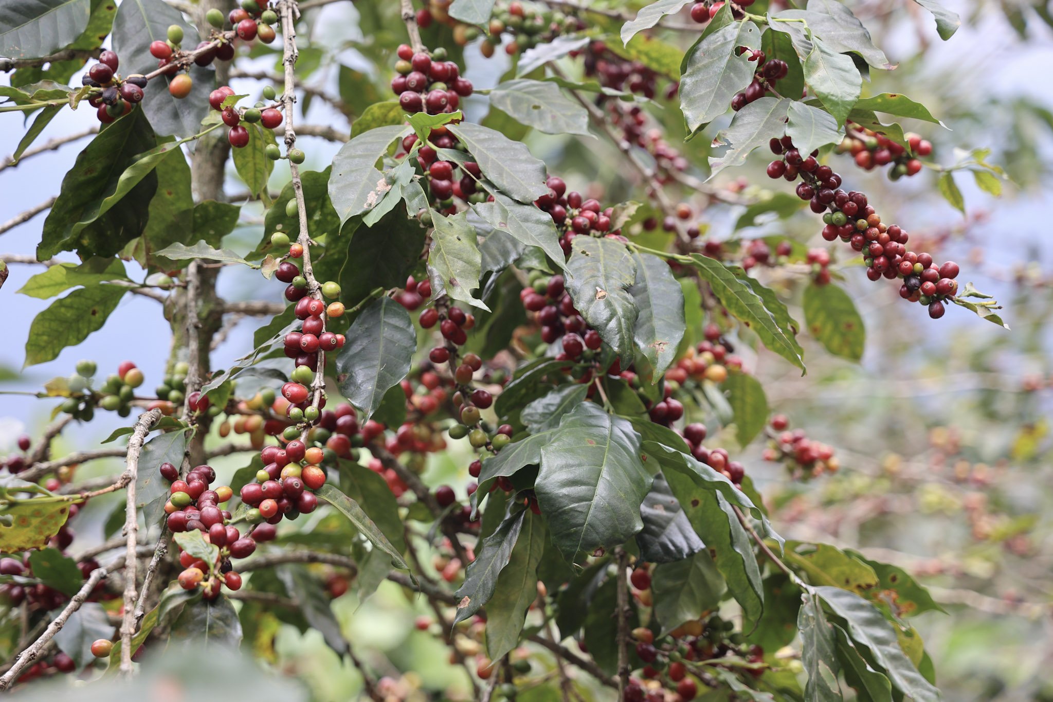 Coffee Cherries