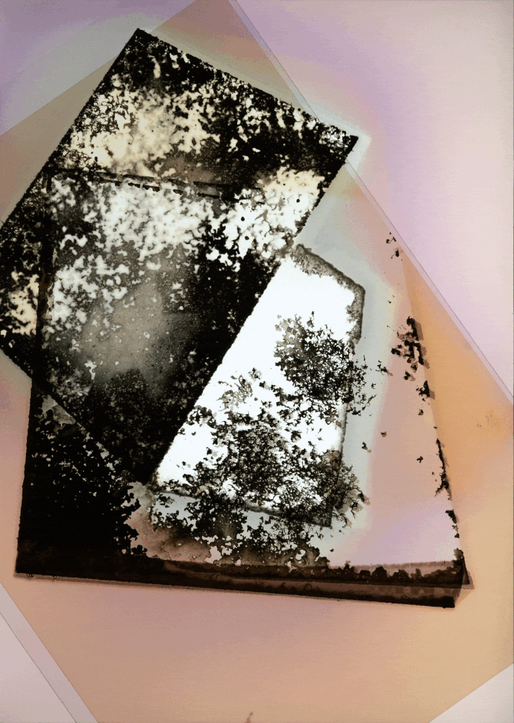 Solar Array, Phytograms on lightbox