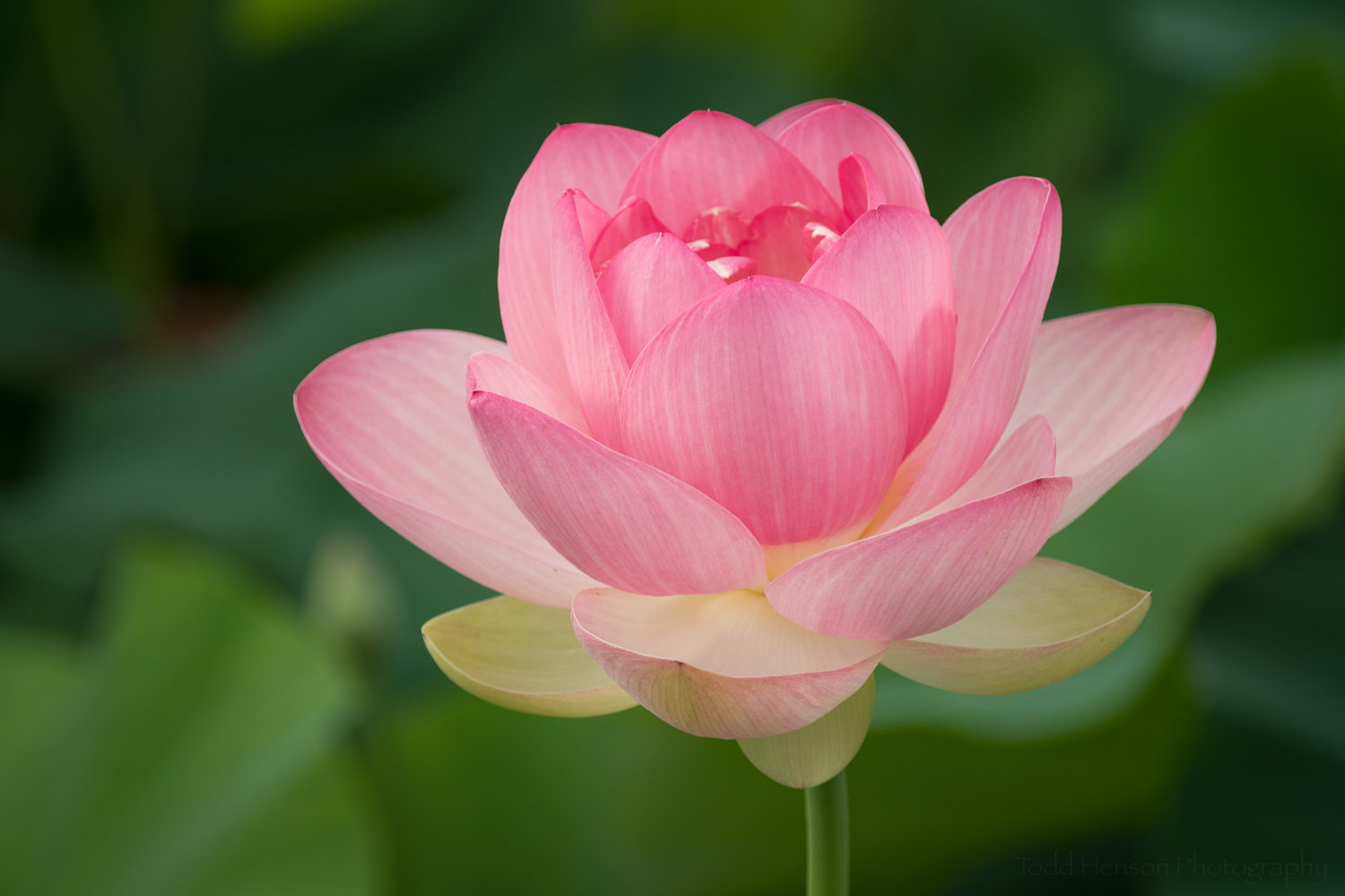 Lotus Blossom