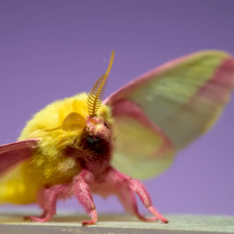 Rosy Maple Moth still frame 