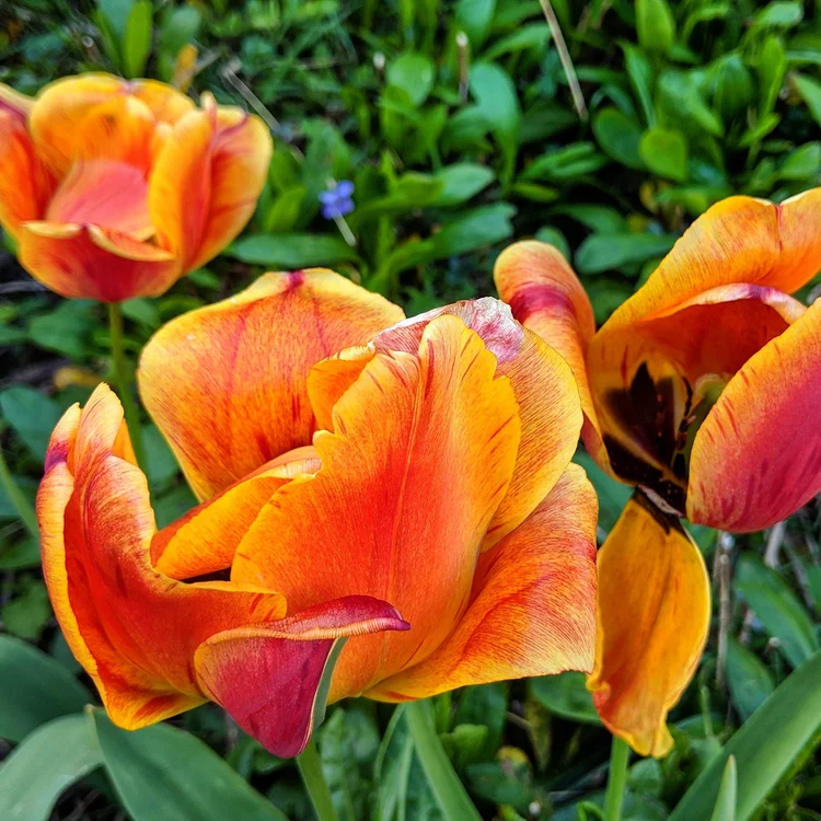 bright orange and red tulip blossoms
