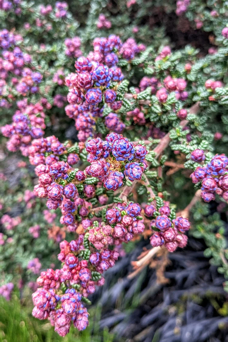 Purple and pink ceanothus buds